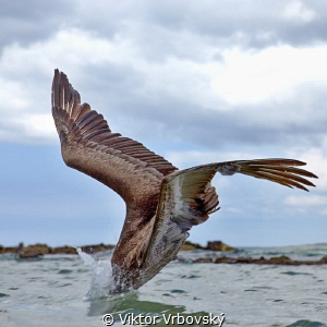 Pelican Attack! by Viktor Vrbovský 